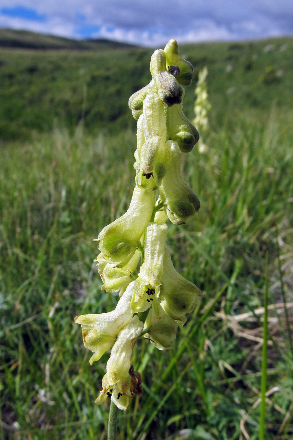 Изображение особи Aconitum barbatum.