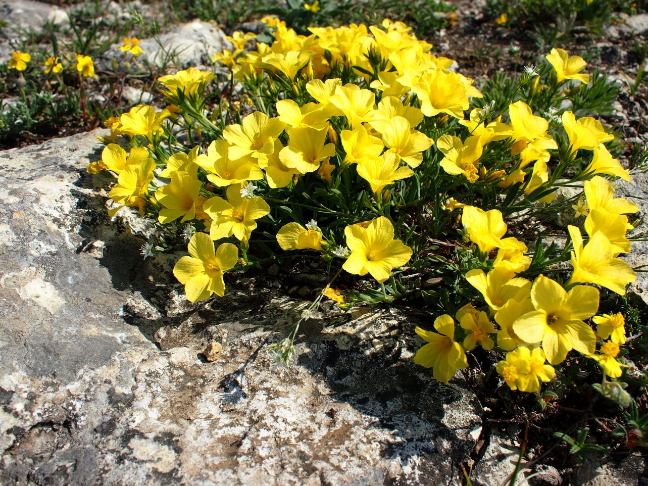 Изображение особи Linum tauricum.