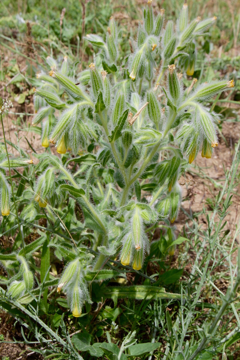 Image of Onosma dichroantha specimen.