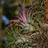 Tillandsia ionantha. Побеги; вверху - с цветками. Таиланд, о-в Пхукет, ботанический сад. 16.01.2017.