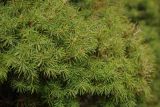 Picea glauca