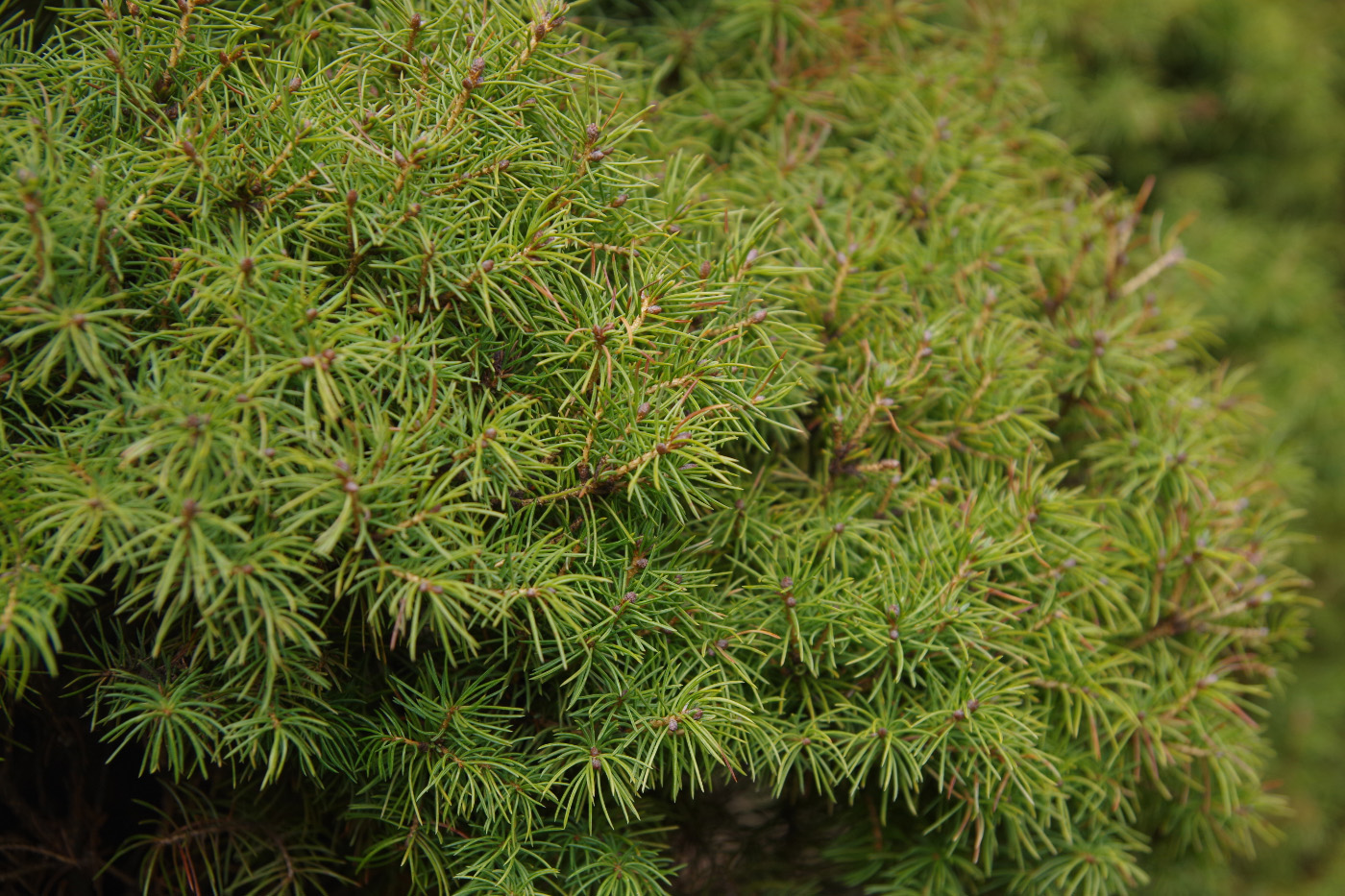 Изображение особи Picea glauca.