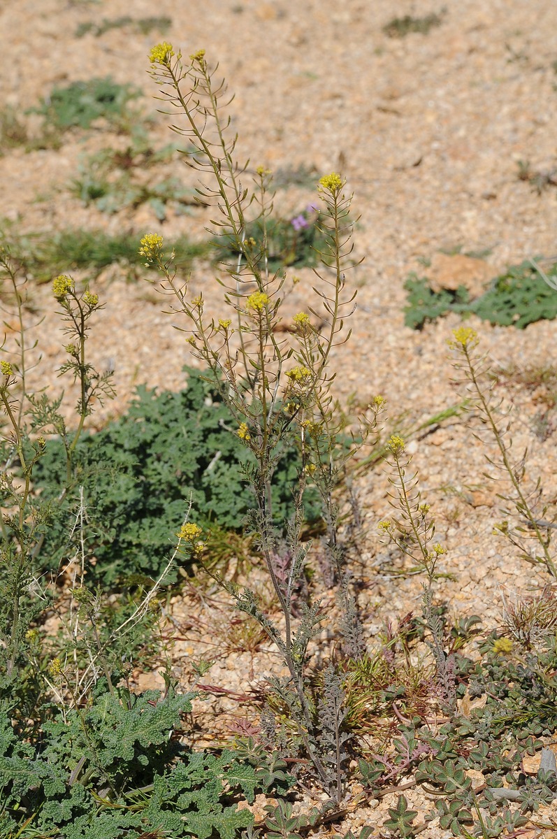 Image of Descurainia pinnata specimen.