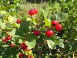 Crataegus sanguinea