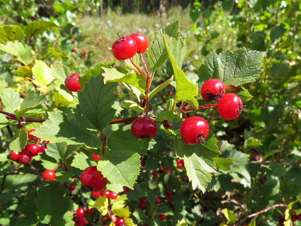 Изображение особи Crataegus sanguinea.