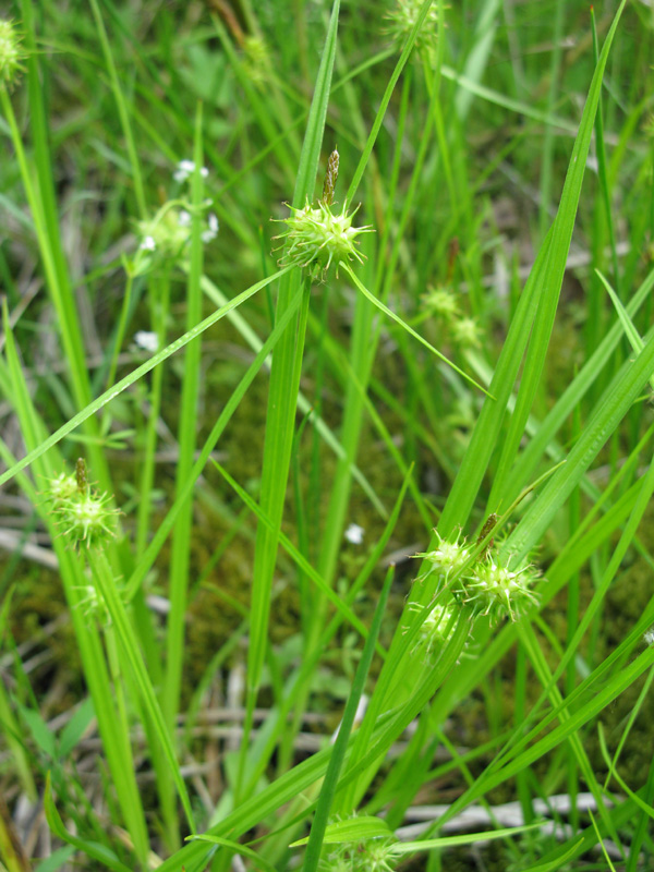 Изображение особи Carex flava.