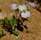 Malcolmia pulchella. Цветущее растение. Израиль, Шарон, г. Герцлия, севернее пос. Ноф Ям, высокий берег Средиземного моря. 28.12.2016.