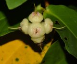 Syzygium aqueum