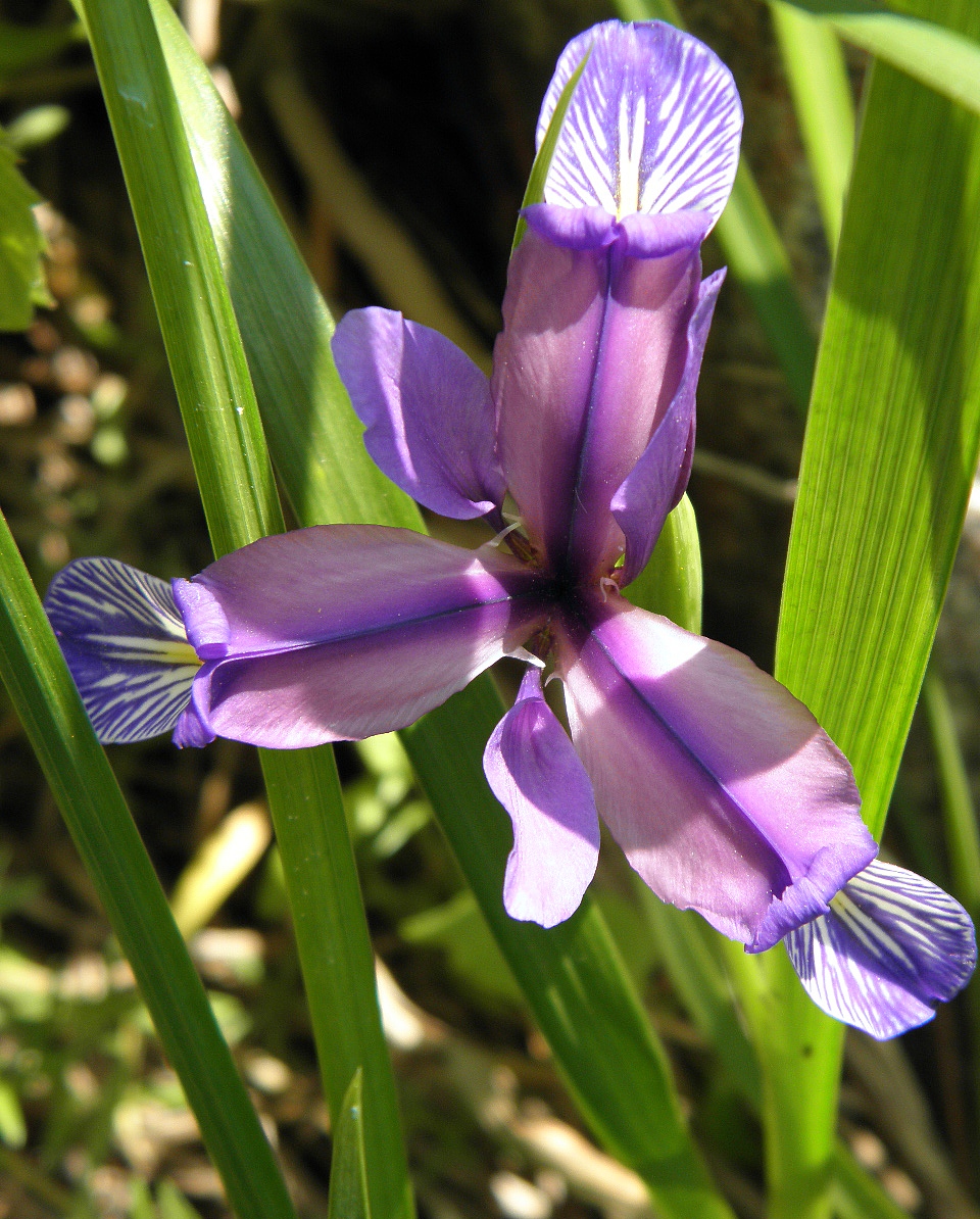 Изображение особи Iris graminea.