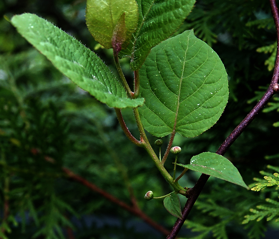 Image of Actinidia kolomikta specimen.