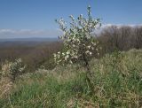 Prunus stepposa