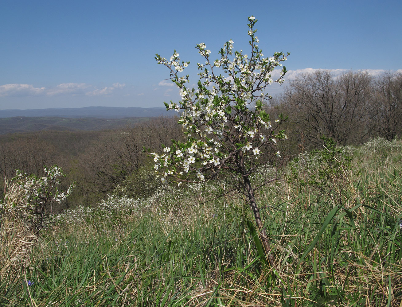 Изображение особи Prunus stepposa.