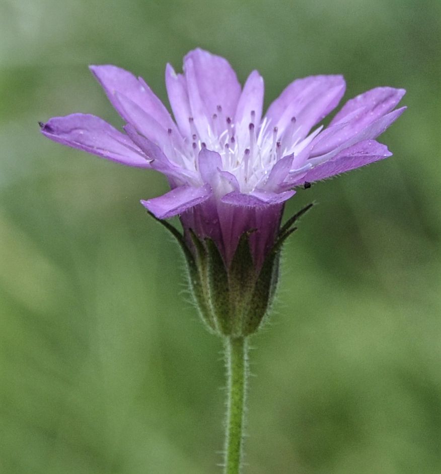 Image of Knautia orientalis specimen.