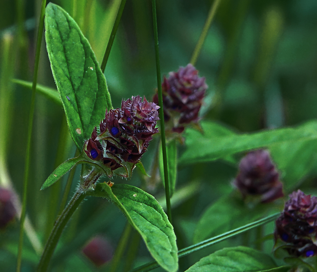 Image of Prunella vulgaris specimen.