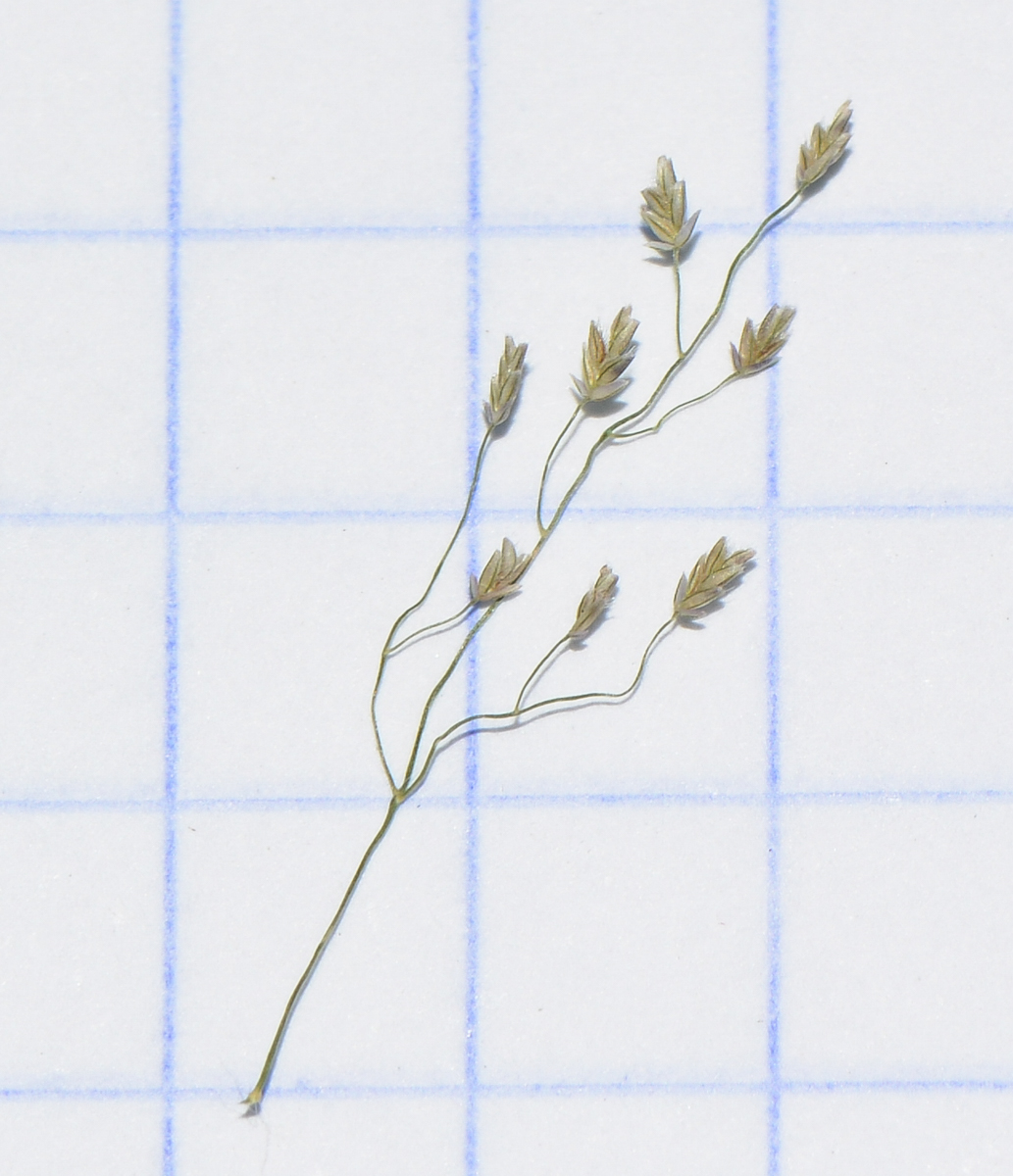 Image of Eragrostis tenella specimen.