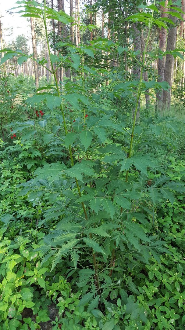 Изображение особи Sambucus racemosa f. laciniata.