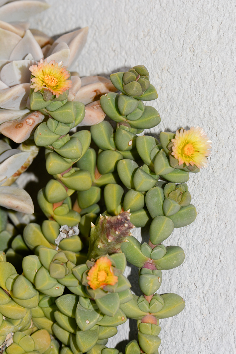 Изображение особи Corpuscularia lehmannii.