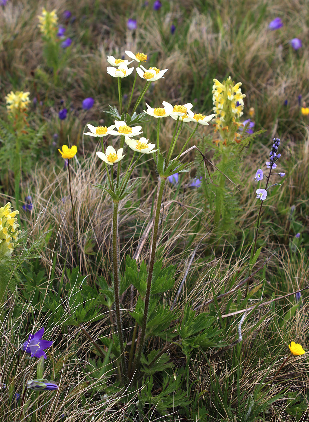 Image of Anemonastrum speciosum specimen.