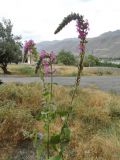 Lythrum salicaria