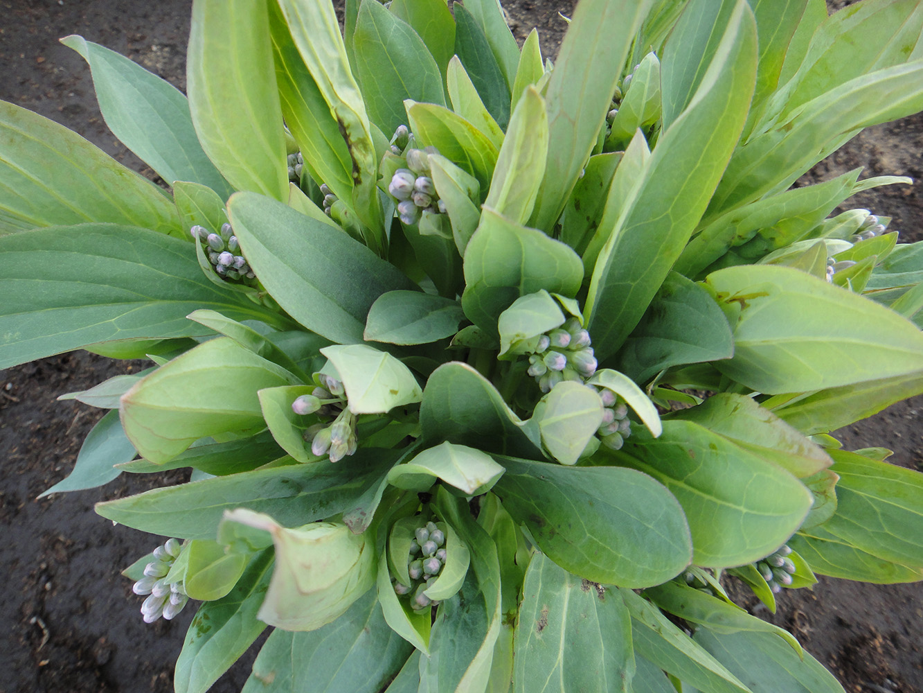 Изображение особи Mertensia sibirica.