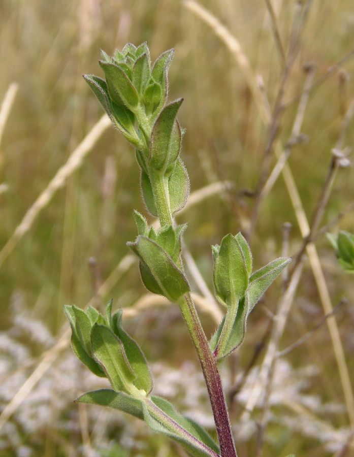 Image of Aster bessarabicus specimen.