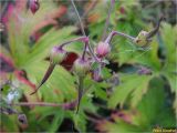 Geranium pratense