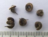 Medicago sativa