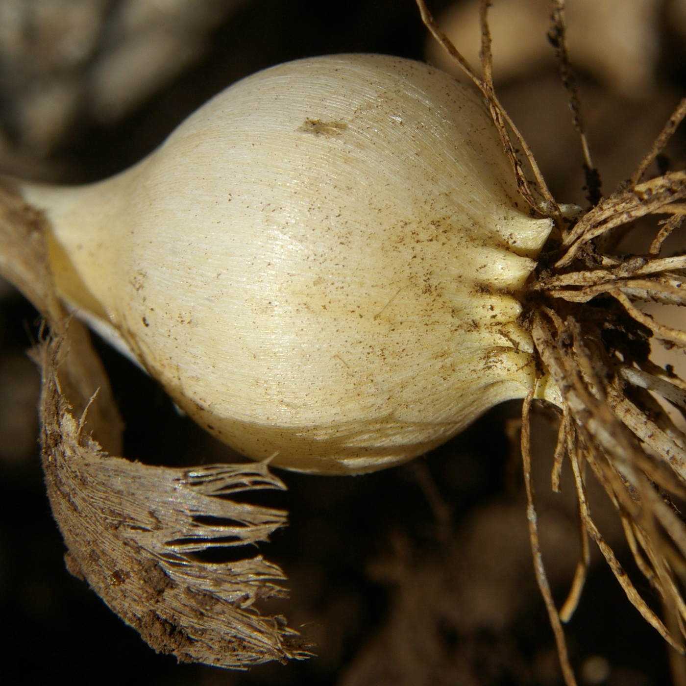 Image of Allium paniculatum specimen.