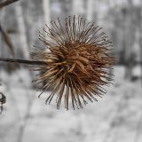 Arctium lappa. Сухое соплодие. Чувашия, г. Шумерля, городской парк. 16 марта 2008 г.