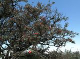 Crataegus orientalis