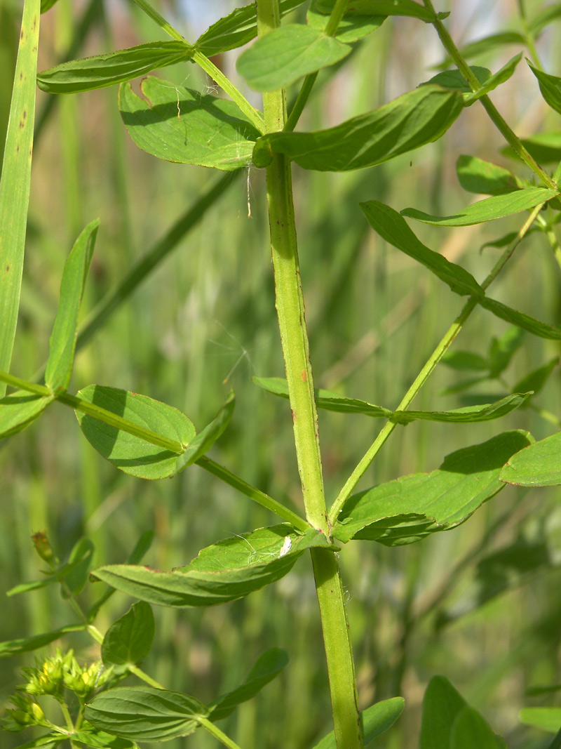 Изображение особи Hypericum tetrapterum.