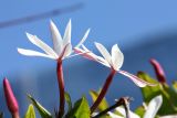 Jasminum laurifolium