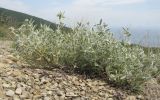 Teucrium capitatum