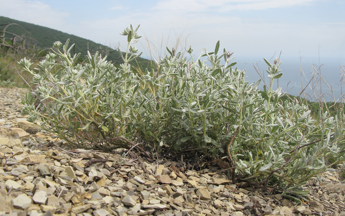 Изображение особи Teucrium capitatum.