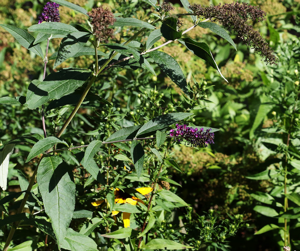 Image of Buddleja davidii specimen.