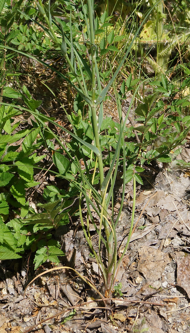 Изображение особи Tragopogon capitatus.