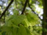 Ulmus glabra. Плоды. Днепропетровская обл., байрачный лес в верховьях р. Самоткани. 07.05.2010.