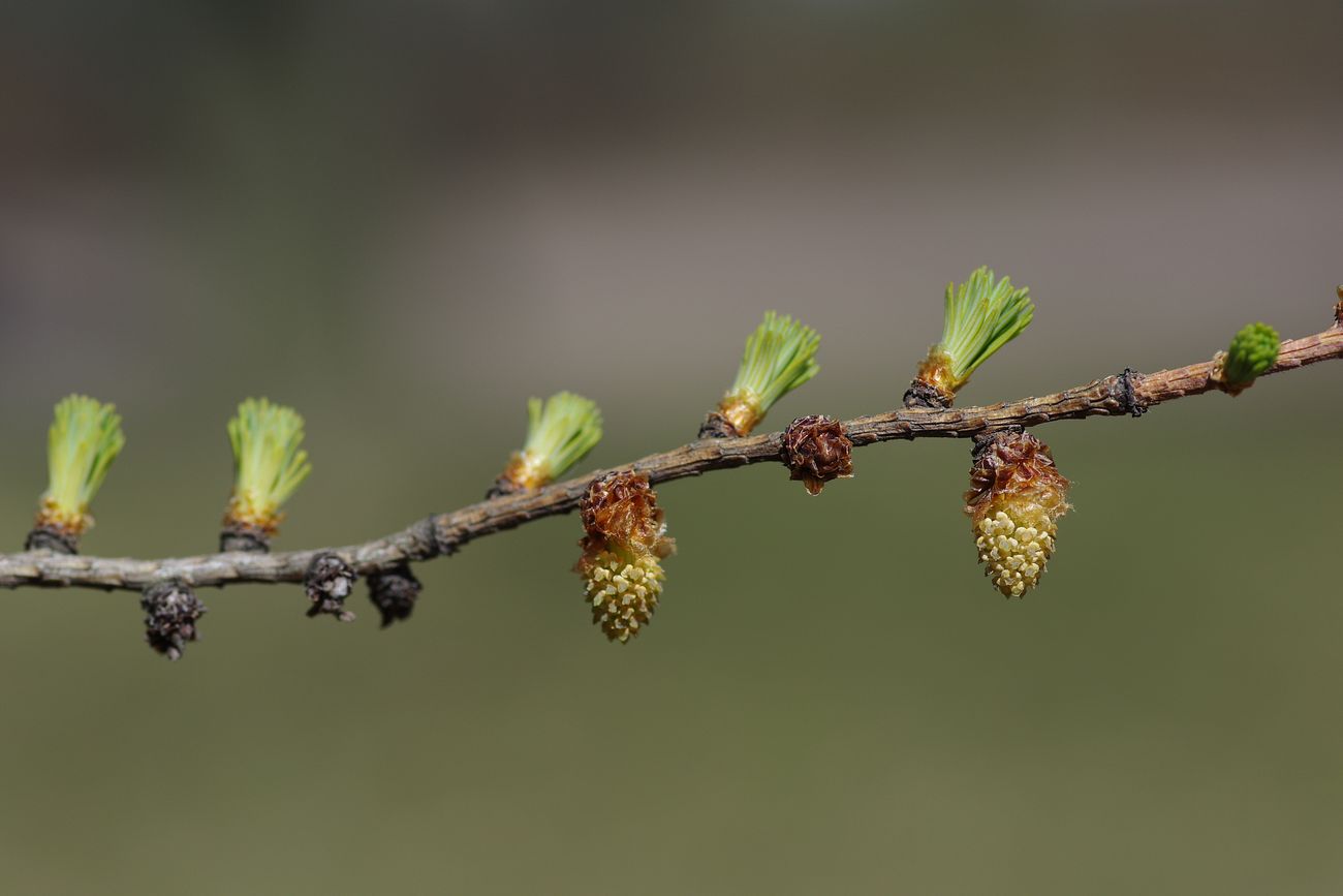 Изображение особи Larix kaempferi.