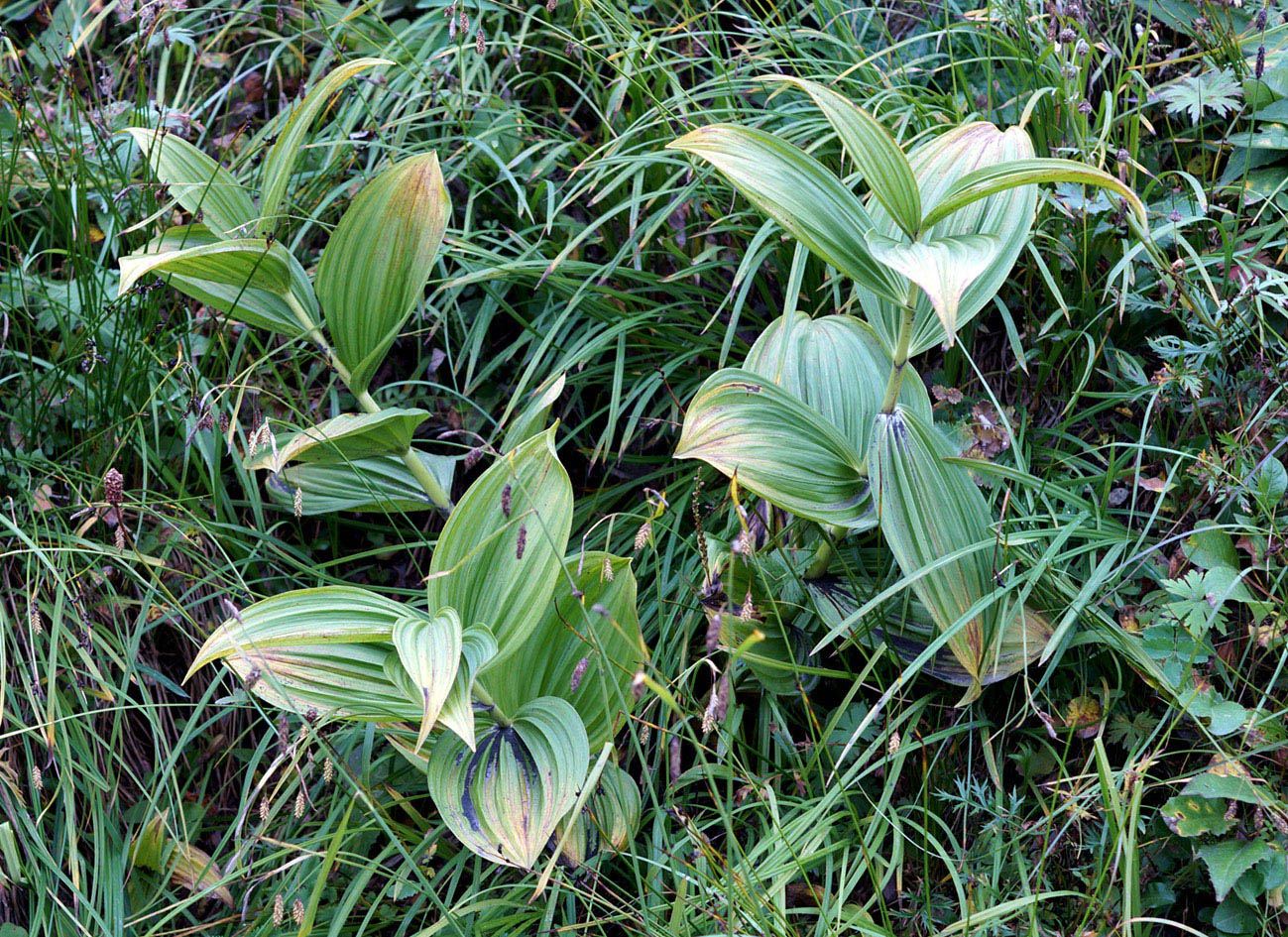 Image of Veratrum oxysepalum specimen.