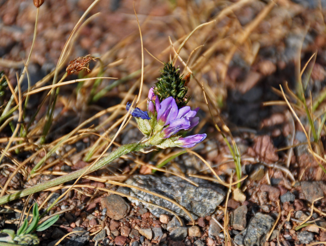 Изображение особи род Oxytropis.