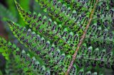 Polystichum braunii. Часть вайи с сорусами (вид снизу). Адыгея, окр. пос. Каменномостский, долина р. Руфабго, широколиственный лес. 03.07.2017.