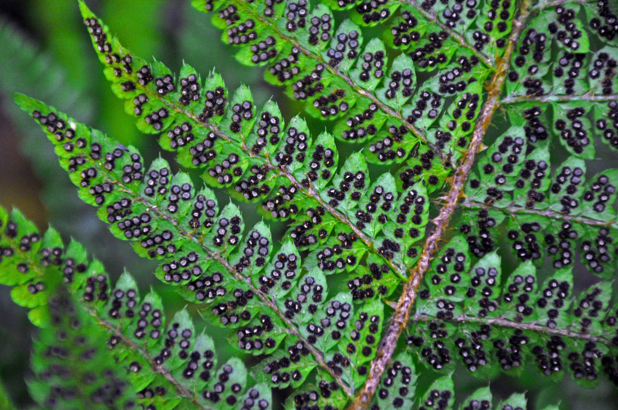 Изображение особи Polystichum braunii.