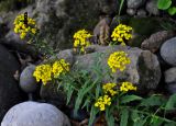 Erysimum aureum. Верхушка побега с соцветиями и кормящейся лжепестрянкой (Syntomis). Адыгея, долина р. Белая, Гранитное Ущелье, каменистый берег реки. 02.07.2017.