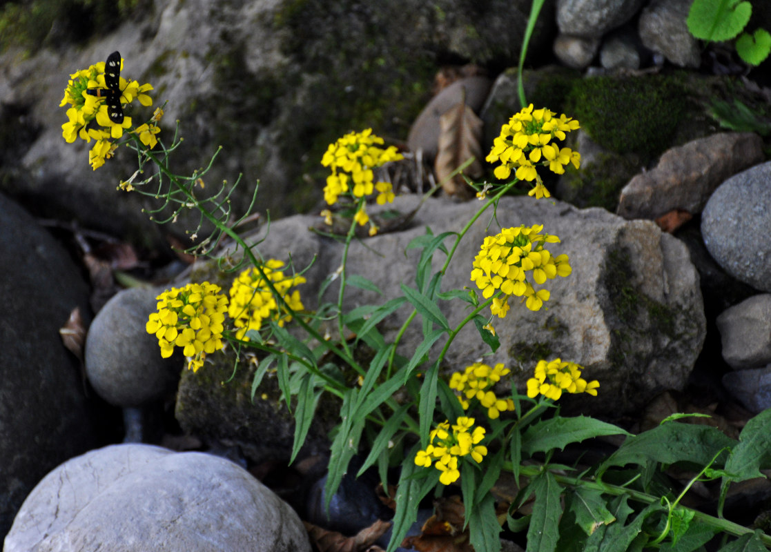 Изображение особи Erysimum aureum.