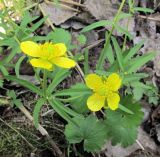 Ranunculus monophyllus