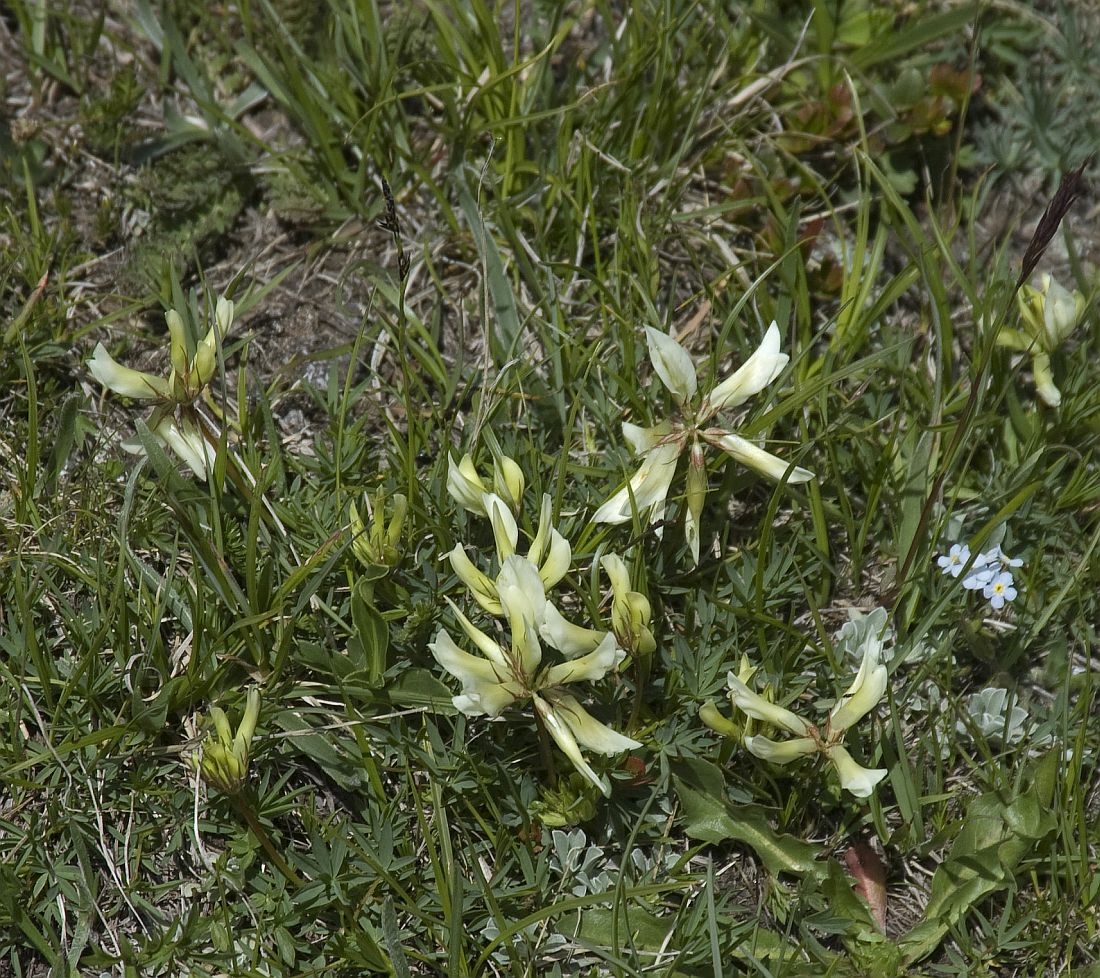 Изображение особи Trifolium polyphyllum.