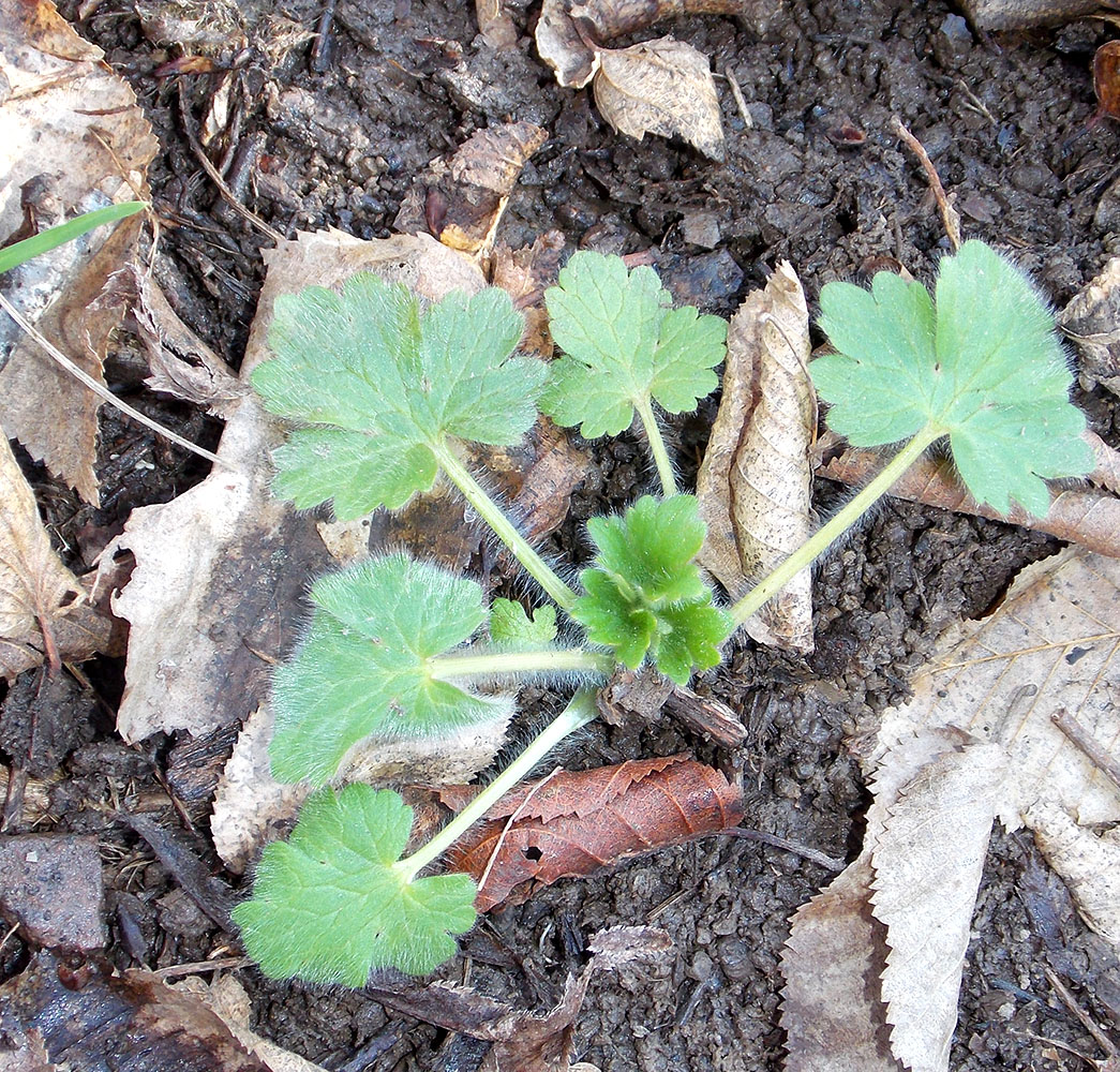 Изображение особи Ranunculus constantinopolitanus.