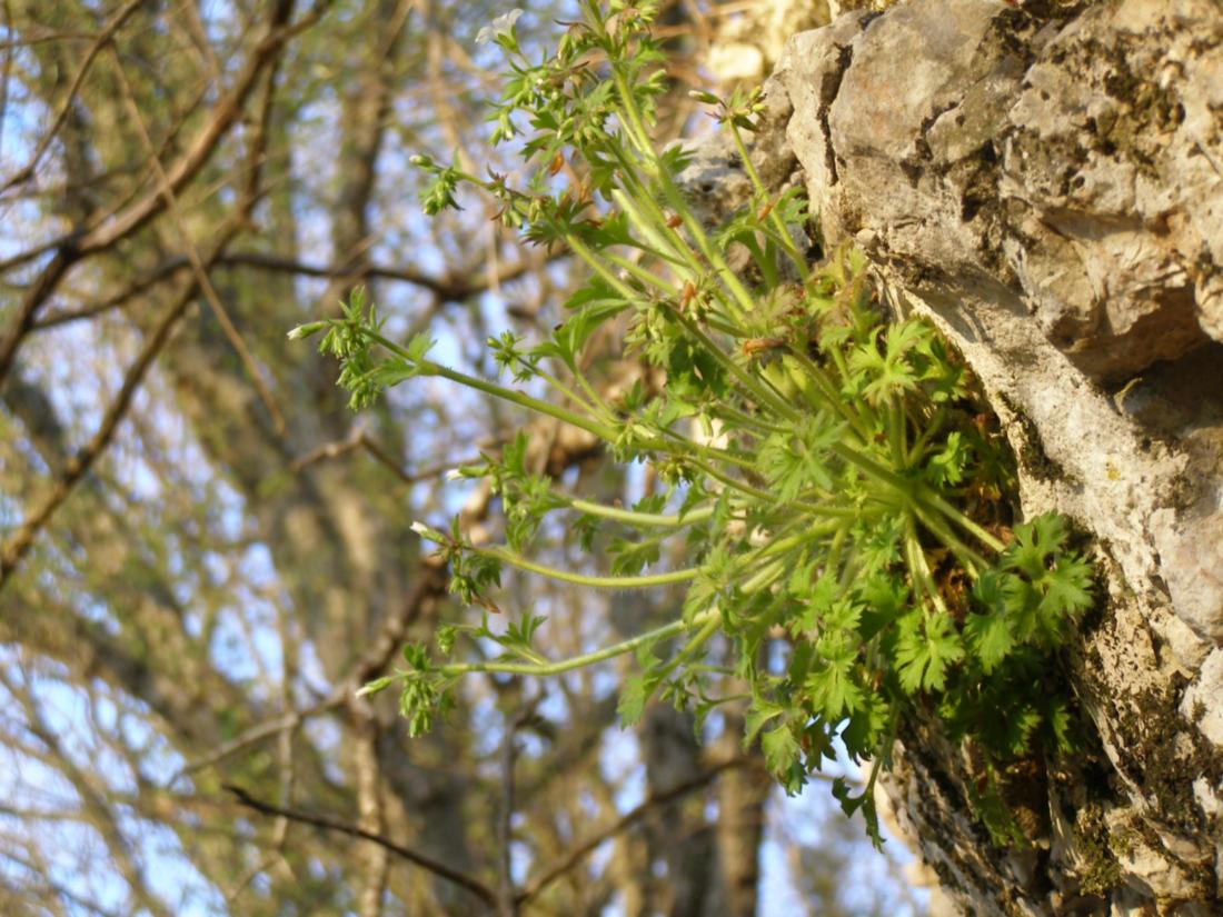 Изображение особи Saxifraga irrigua.