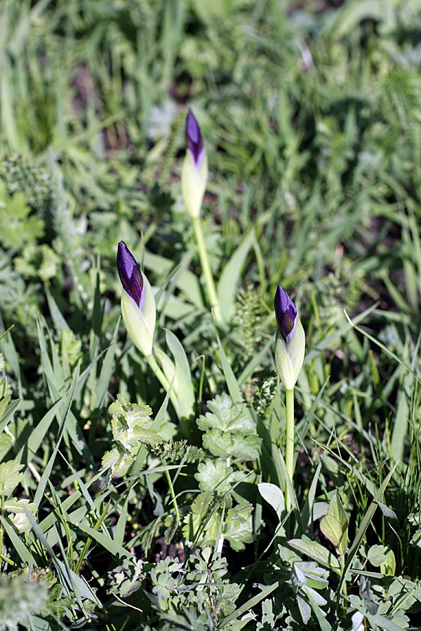 Image of Iris aphylla specimen.