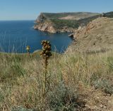 Asphodeline lutea